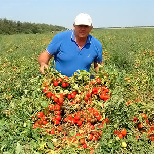 Интенсивное производство томата в Краснодарском крае
