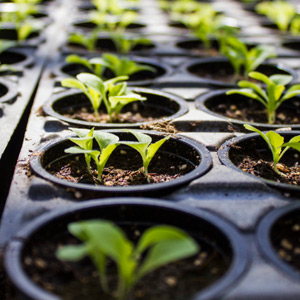 Использование стимуляторов роста при выращивании рассады овощей