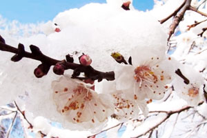 Чем опасны весенние заморозки для плодовых культур
