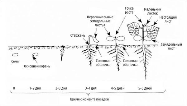 Этапы роста укропа в картинках